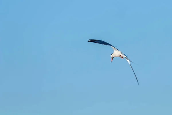 Tern Whiskered Voo Chlidonias Hybridus — Fotografia de Stock