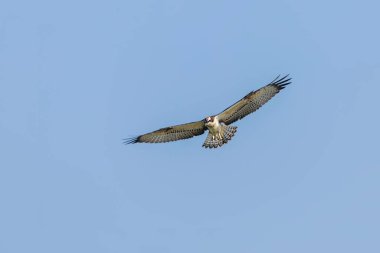 Uçan Osprey (Pandion haliaetus)