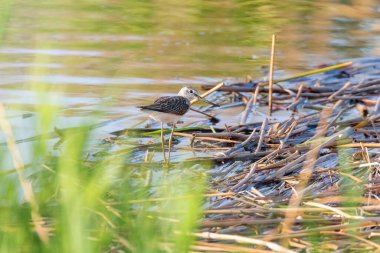 Suda yaygın Greenshank (Tringa nebularia) doğal çevresi