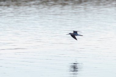 Uçuşta yaygın Greenshank (Tringa nebularia) doğal çevresi