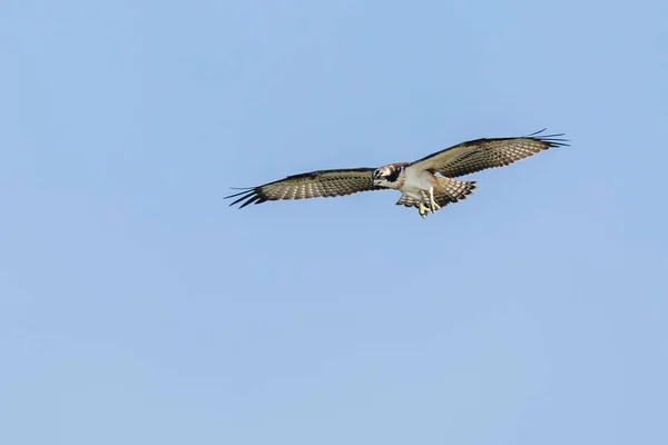 Uçan Osprey Pandion Haliaetus — Stok fotoğraf