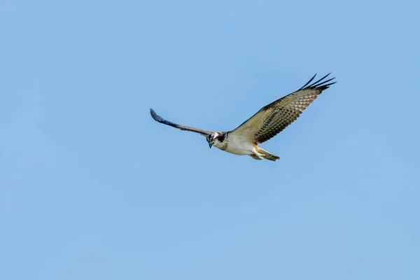 Osprey Vuelo Pandion Haliaetus —  Fotos de Stock