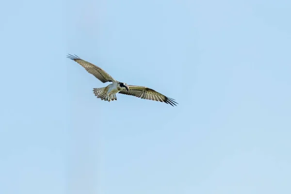 Fischadler Flug Pandion Haliaetus — Stockfoto