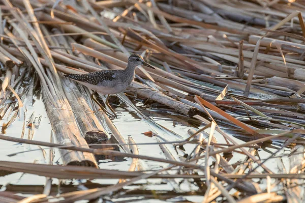 Sandpiper Wood Sandpiper Tringa Glareola Wader Bird Sandpiper — стоковое фото