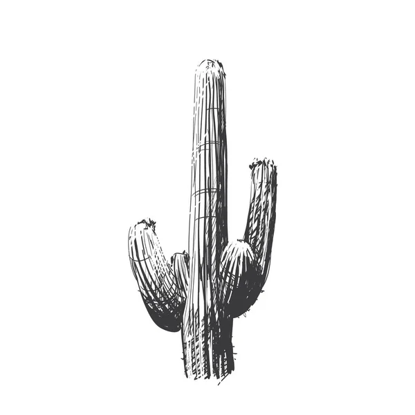 Boceto Cactus Hace Estilo Una Casa Arte Vector Gráficos vectoriales