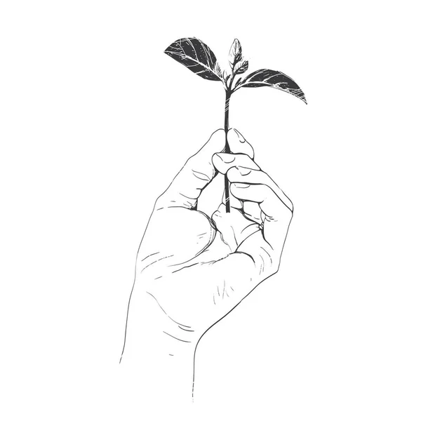Χέρι Κατέχει Ένα Φύση Φυτού Συμβολίζοντας Διατήρηση Του Περιβάλλοντος Σκίτσο Διάνυσμα Αρχείου