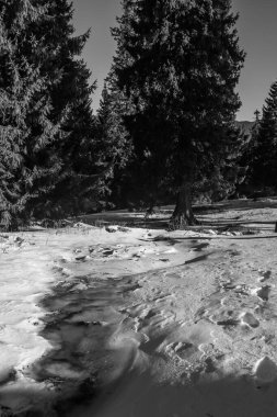 Kış yürüyüşü sırasında Karpatlar bölgesindeki dağ manzarası