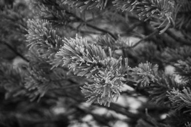 Çam dalları siyah ve beyaz elementleri kapatır