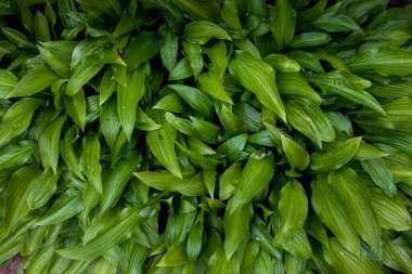 Yeşil yaprak dokusu arkaplanı