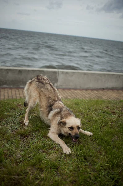 Niedlicher Hund Jammert Der Nähe Des Wassers — Stockfoto