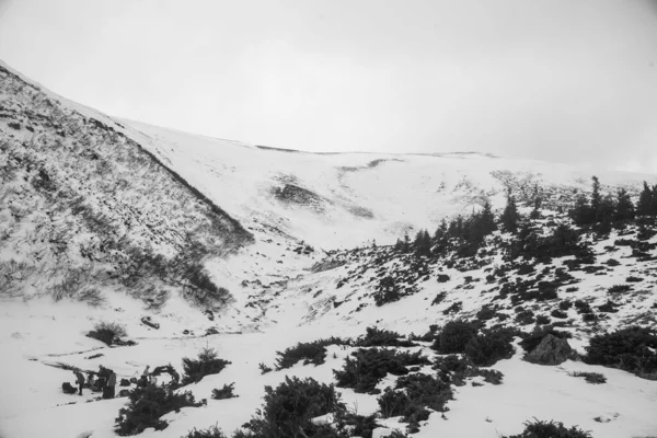 Paisagem Montanhosa Região Dos Cárpatos Durante Caminhadas Inverno — Fotografia de Stock