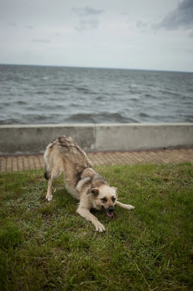 Милий Собака Псує Біля Води — стокове фото