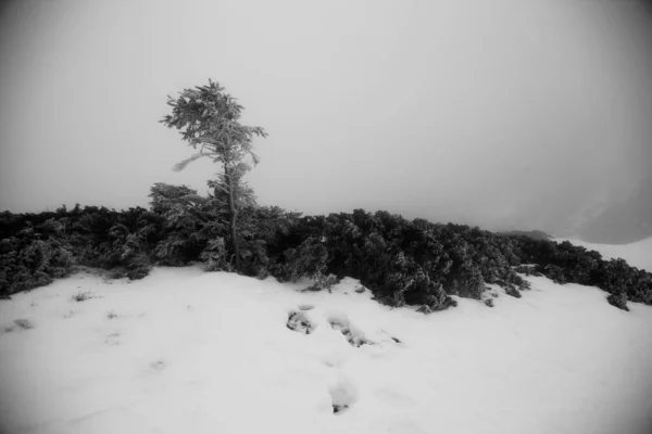 Mountain Landscape Carpathian Region Winter Hiking — Stock Photo, Image