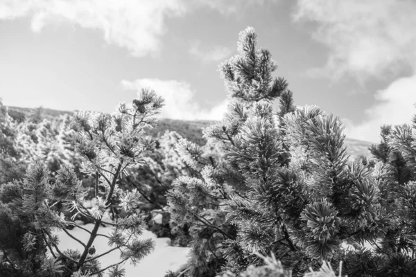 소나무 가지들이 흰색을 — 스톡 사진
