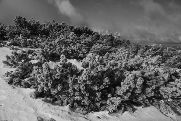 Paesaggio Montano Nella Regione Dei Carpazi Durante Escursioni Invernali — Foto Stock