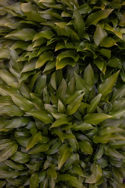 Groene Bladeren Textuur Achtergrond — Stockfoto