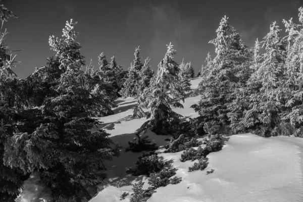 Paisagem Montanhosa Região Dos Cárpatos Durante Caminhadas Inverno — Fotografia de Stock