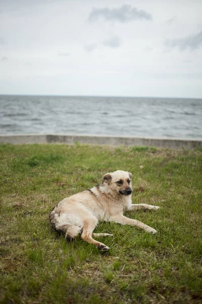 Bonito Cão Palying Perto Água — Fotografia de Stock