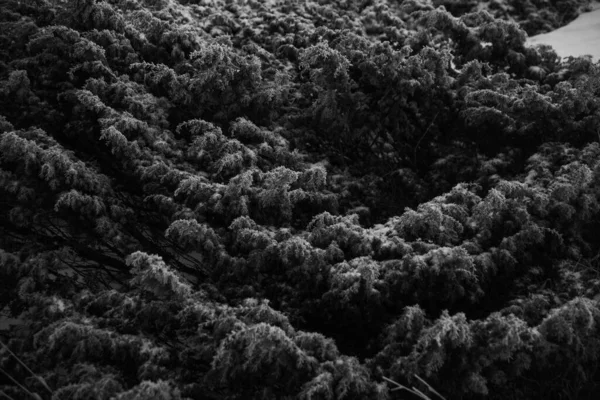 松の枝が黒と白の要素を閉じ — ストック写真
