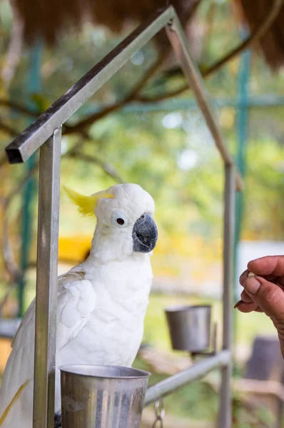 Male hand feeds a beautiful white macaw parrot — Stock Photo, Image