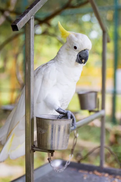 A beautiful white cockatoo parrot sits next to a food bowl — Stock Photo, Image