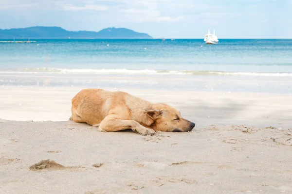 犬は海近くのビーチにあります。 — ストック写真