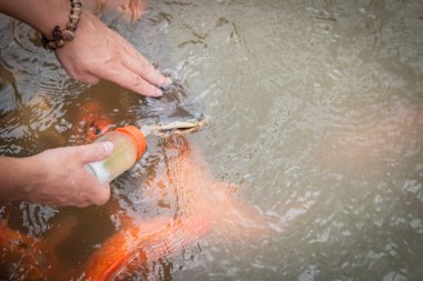 Aç altın Asya balık şişe su birikintisi içinde yemek yiyor. erkek eli. Balık adam yayınları