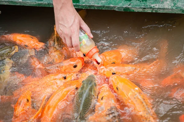 Hungry gold asian fish eats food from bottle in the pond. man's hand. man feeds fish — Stock Photo, Image