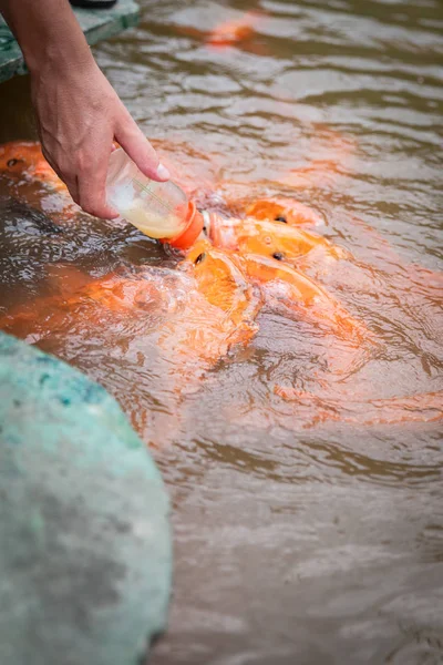 Голодная золотая азиатская рыба ест пищу из бутылки в пруду. Мужская рука. человек кормит рыбу — стоковое фото