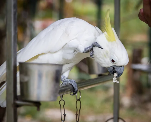 A beautiful white cockatoo parrot sits next to a food bowl — Stock Photo, Image