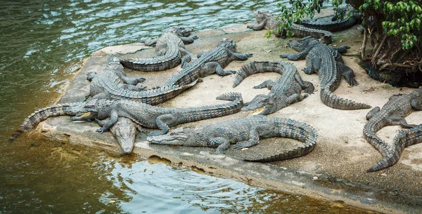 Crocodile Farm Zoo, krokodillen zwemmen in de buurt van het meer — Stockfoto