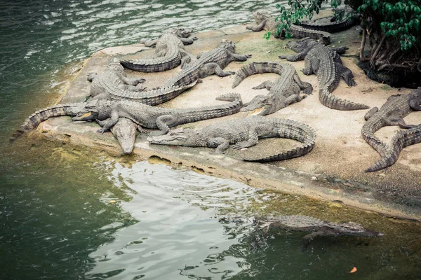 Krokodil gård Zoo, krokodiler simma nära sjön Royaltyfria Stockfoton