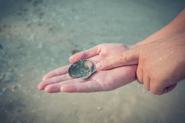 mans elinde güzel Deniz kabuğu