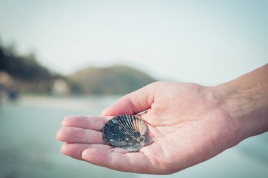 mans elinde güzel Deniz kabuğu