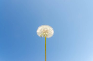 Güneşli gökyüzü karahindiba arka plan üzerinde