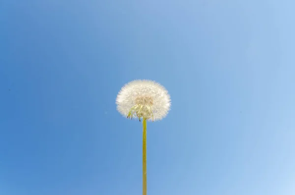 No fundo do dente-de-leão do céu ensolarado — Fotografia de Stock