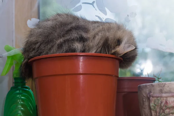 Çiçek Tencereye Pencere Güneşli Günde Uyuyan Kedi — Stok fotoğraf