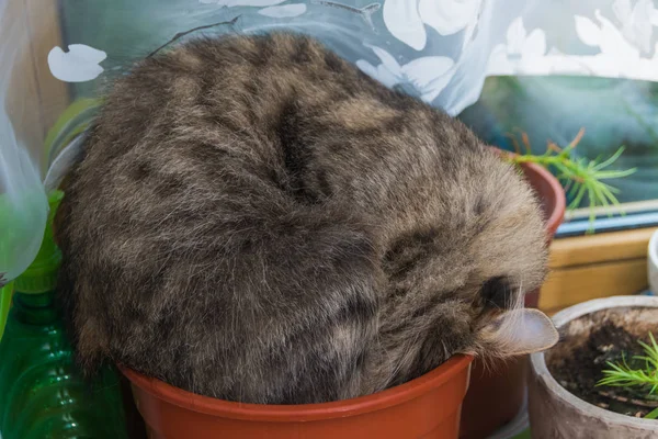 Kočka Spící Květináč Okno Slunečný Den — Stock fotografie