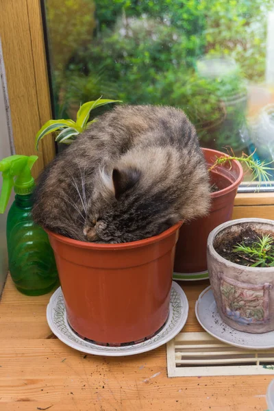 Çiçek Tencereye Pencere Güneşli Günde Uyuyan Kedi — Stok fotoğraf