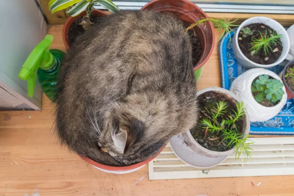 Çiçek Tencereye Pencere Güneşli Günde Uyuyan Kedi — Stok fotoğraf