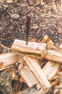 bir ağaç, ahşap kampanyadaki doğada bir bıçak sıkışıp