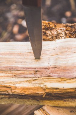 bir ağaç, ahşap kampanyadaki doğada bir bıçak sıkışıp