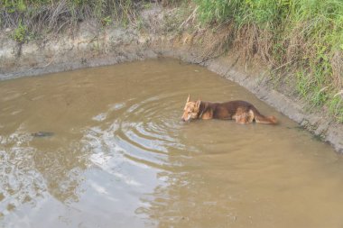 çoban, gölet, köpek yürüyor su, sıcak yaz günü