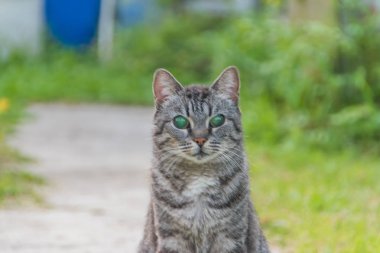 Dışarıda, kör bir kedi, yalnız ve terk edilmiş