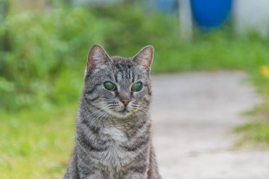 Dışarıda, kör bir kedi, yalnız ve terk edilmiş
