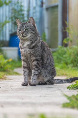 Dışarıda, kör bir kedi, yalnız ve terk edilmiş