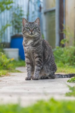 Dışarıda, kör bir kedi, yalnız ve terk edilmiş