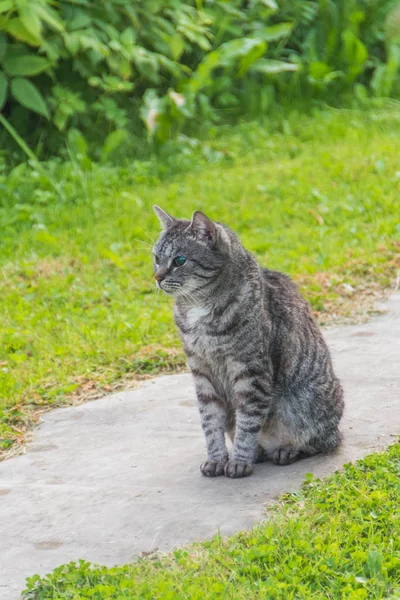 Dışarıda, kör bir kedi, yalnız ve terk edilmiş