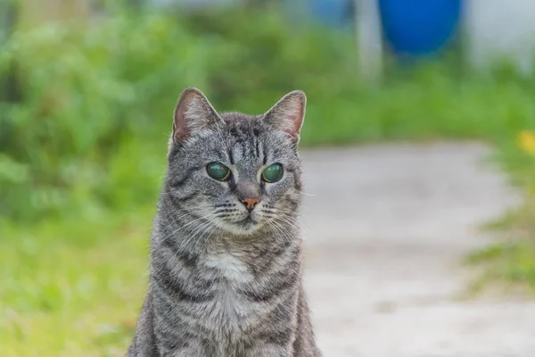 Dışarıda, kör bir kedi, yalnız ve terk edilmiş
