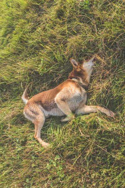 Herde Fältet Liggande Gräset Hunden — Stockfoto